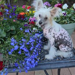 Felix - White and chocolate male Chinese Crested puppy in Amarillo, Texas from Victoria's Chinese Cresteds Long Star Angels
