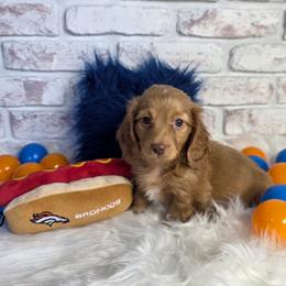 Chocolate based red ee Boy 1 - Red male Dachshund puppy in Austin, Colorado from Colorado Mini Dachshunds & Mini Pomskies