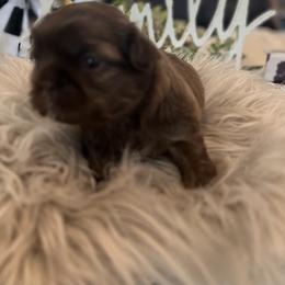 Shih Tzu Puppies from Home Sweet Shih Tzu