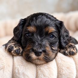 Slate - Black white and tan male Cockapoo puppy in Mt Bethel, Pennsylvania from Stasia’s Cutiepoos