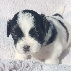 Girl 2 - Cream Shichon puppy in Carmel, Indiana from S&S Pups