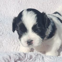 Girl 2 - Cream Shichon puppy in Carmel, Indiana from S&S Pups