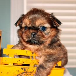Gru - Red male Shih Tzu puppy in Hendersonville, Tennessee from Peekaboo Farms