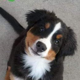 Bernese Mountain Dogs from Kiszkaberns