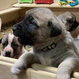 Anatolian Shepherd Dogs from Raka Farms