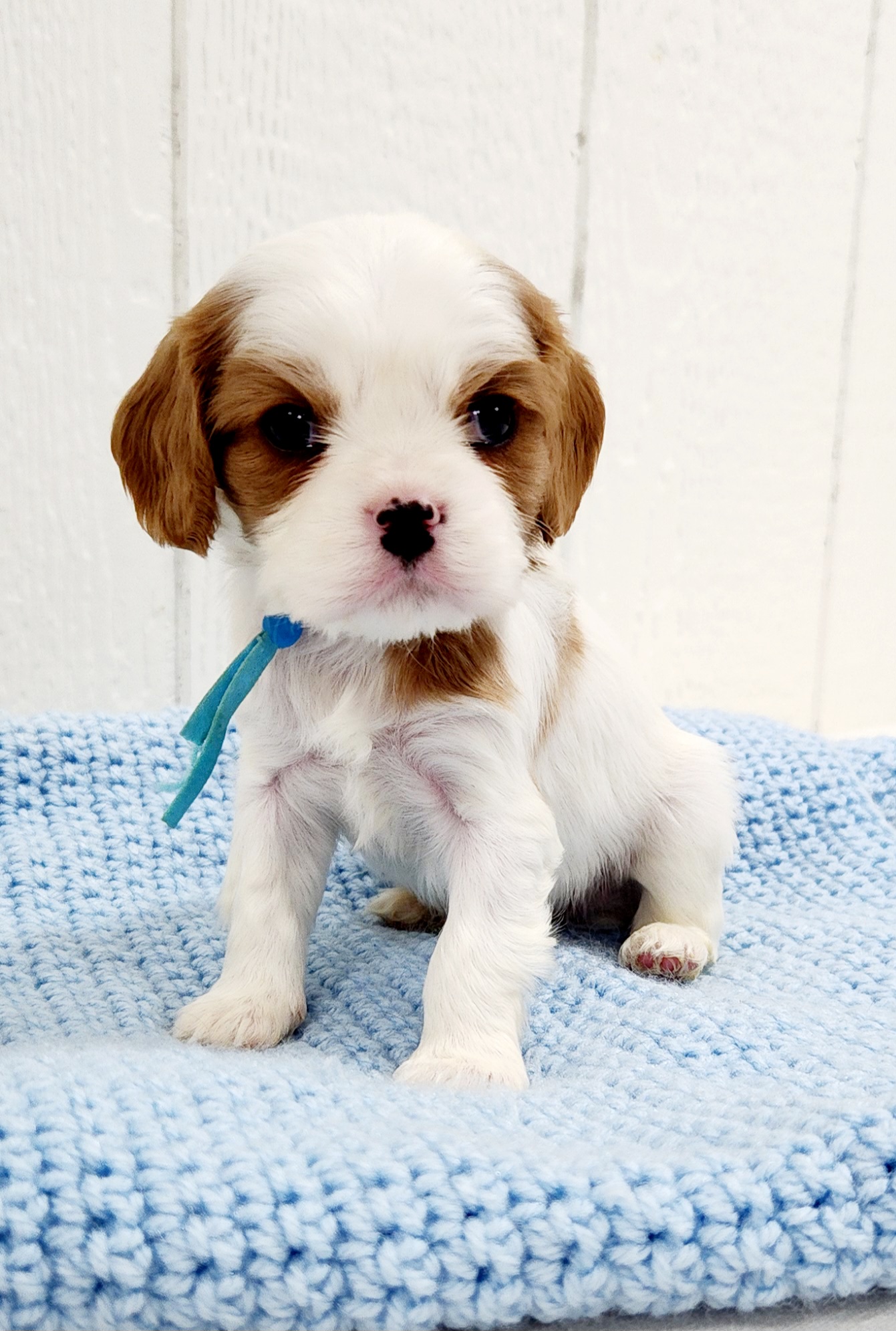 Cavalier King Charles Spaniel Puppies from King of the Hill Cavaliers