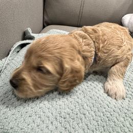 Ocean - Merle male Goldendoodle puppy in Hastings, Nebraska from Golden Nest Doodles