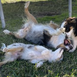 Toy Australian Shepherds from Stephanie’s Wiggle Butts