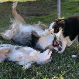 Toy Australian Shepherds from Stephanie’s Wiggle Butts