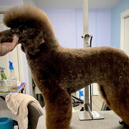 Joy - Poodle