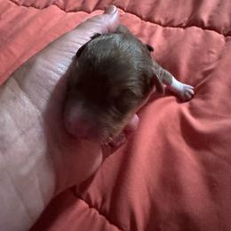 Flame - Red tri-color male Australian Shepherd puppy in Wrightstown, New Jersey from Hartzland Farm Australian Shepherds