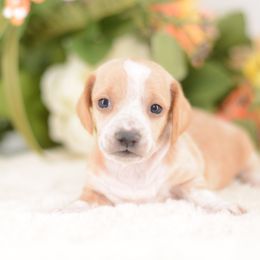Britney - Full AKC - Piebald female Dachshund puppy in Neosho, Missouri from A Walk In The Park