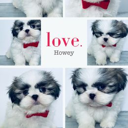 Shih Tzu Puppies from Mytpups
