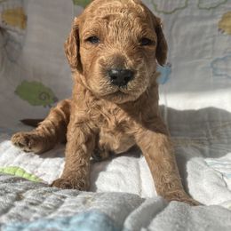 Goldendoodle Puppies from Cassie Farms