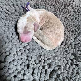 Star - Cream female Goldendoodle puppy in Carmichaels, Pennsylvania from JensenBelle Doodles