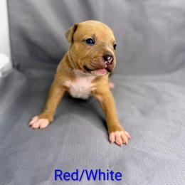 Red and White Collar Male - Blue fawn male American Pit Bull Terrier puppy in Pensacola, Florida from Alpha Alliance Kennels