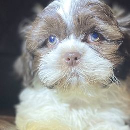 Shih Tzus from Jay&Ray Shih Tzu’s
