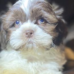 Shih Tzus from Jay&Ray Shih Tzu’s
