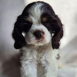 Green - male Cocker Spaniel puppy in Jenks, Oklahoma from Northstar Shih Tzu
