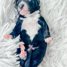 Boy 3 - Black and white male Bernedoodle puppy in Otisville, Michigan from Danie’s Darling Doodles LLC
