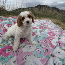 Daisy - Blenheim female Cavapoo puppy in Malad City, Idaho from Poppy Meadow Puppies