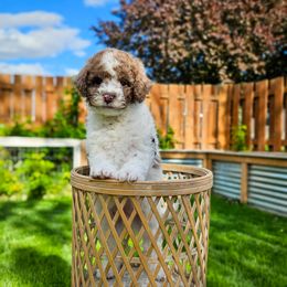 Willie Nelson - Merle male Cockapoo puppy in Moses Lake, Washington from Macy Meadows Doodles