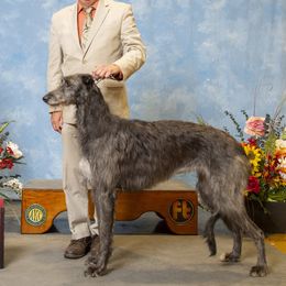 Izzy - Scottish Deerhound
