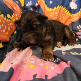 Nikoden - Black and red male German Shepherd puppy in Los Lunas, New Mexico from Mali's German Shepherds LLC