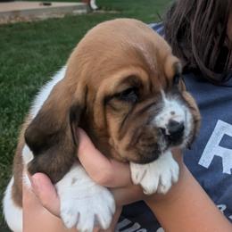 Akita, Basset Hound, and Cavapoo Puppies from Hounds and Doodles