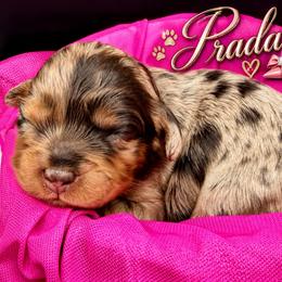 Prada - Merle female Cavapoo puppy in Cameron, South Carolina from Sassy Sailor & Company