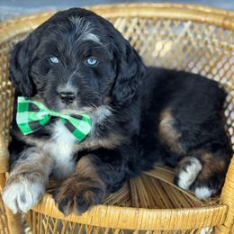 Luke - Black tri-color male Aussiedoodle puppy in Grinnell, Iowa from Rural Iowa Aussies & Doodles