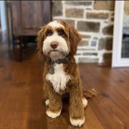Archer - Australian Labradoodle
