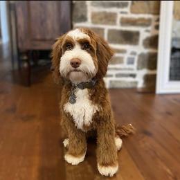 Archer - Australian Labradoodle