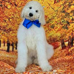 Maggie's Blue Boy - Cream male Goldendoodle puppy in Kountze, Texas from Texas Doodles LLC