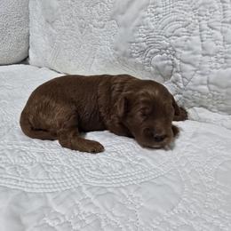 Florence - Red  female Goldendoodle puppy in Floyd, Virginia from Hearts and Paws Poodles and Doodles