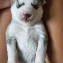 Siberian Husky Puppies from Canace Siberians