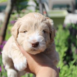 Boy 1 - Wheaten male Miniature Schnauzer puppy in Santa Ana, California from Thehood_weenies