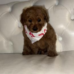 Jingles - Apricot female Cavapoo puppy in Gainesville, Florida from Alyssa Xxweetdoodles