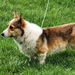 Copper - Pembroke Welsh Corgi