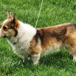 Copper - Pembroke Welsh Corgi