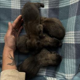 Mahogany boy 3 - Mahogany and black male Belgian Tervuren puppy in Hastings, Minnesota from Century Hills Farm