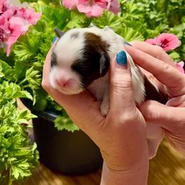 Wilma - Brindle and white female Cavatzu puppy in Saint Paul, Minnesota from Amy’s Puppy Tzu
