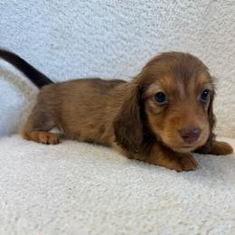 Girl number two - Red female Dachshund puppy in Spokane, Washington from Dearhaven Doxie