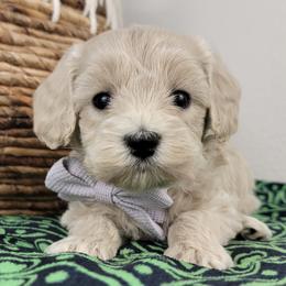 Lila - Cream female Goldendoodle puppy in Temecula, California from Oodles O'Doodles