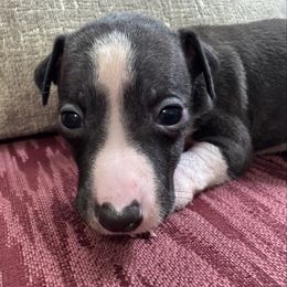 Milo - Black male Italian Greyhound puppy in Huntsville, Ohio from WAHLTOWAHLIGGYS