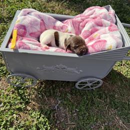 Yellow - Liver and white female German Shorthaired Pointer puppy in Union Hall, Virginia from Rustic Creek Farms