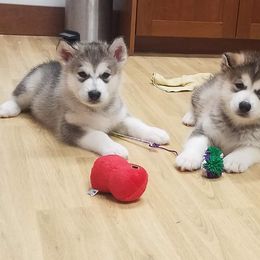 Alaskan Malamute Puppies from ArctiCircle Alaskan Malamutes