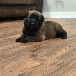 Bear (Blue) - Black brindle male Dutch Shepherd puppy in Signal Mountain, Tennessee from Torgun Police Dogs