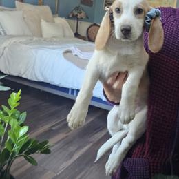 Beagle Puppies from Homegrown Beagles