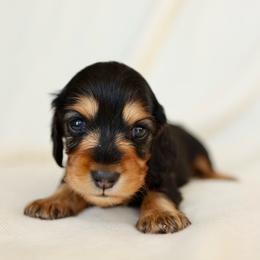 Daisy - Black and tan female Dachshund puppy in El Dorado Hills, California from Golden Hill Dachshunds